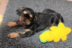 King charles spaniel /english toy spaniel/ štěně s PP