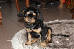 King charles spaniel /english toy spaniel/ štěně s PP