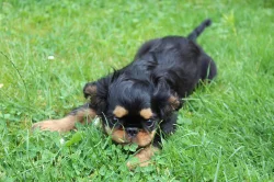 King charles spaniel /english toy spaniel/ štěně s PP