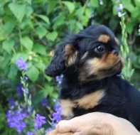 King charles spaniel /english toy spaniel/ štěně s PP