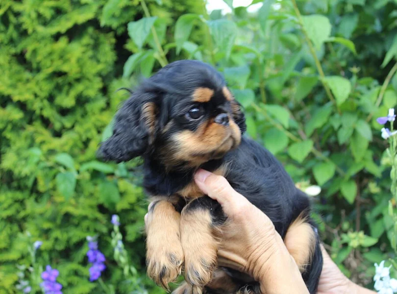 King charles spaniel /english toy spaniel/ štěně s PP
