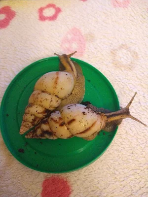 Šnečci Limicolaria Agathina