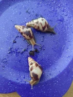 Šnečci Limicolaria Agathina