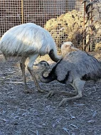 Kuřata Nandu pampový