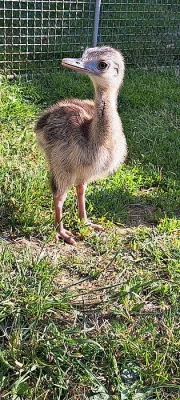 Kuřata Nandu pampový