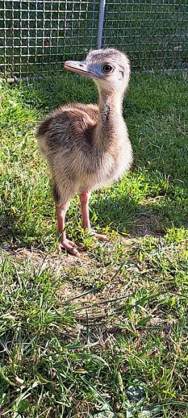 Kuřata Nandu pampový