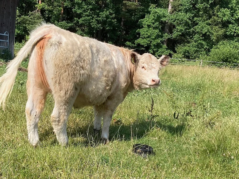 Prodám jalovici Galloway
