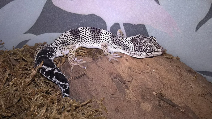 Gekončík noční - HELLE-ZOO - určená mláďata z odchovů 2023