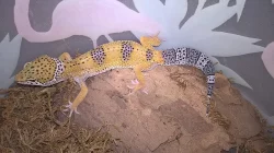 Gekončík noční - HELLE-ZOO - určená mláďata z odchovů 2023