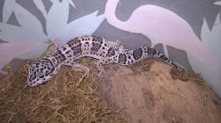 Gekončík noční - HELLE-ZOO - určená mláďata z odchovů 2023