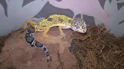 Gekončík noční - HELLE-ZOO - určená mláďata z odchovů 2023