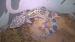 Gekončík noční - HELLE-ZOO - určená mláďata z odchovů 2023