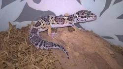 Gekončík noční - HELLE-ZOO - určená mláďata z odchovů 2023