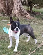 Bostonský teriér - bez PP