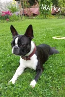 Bostonský teriér - bez PP