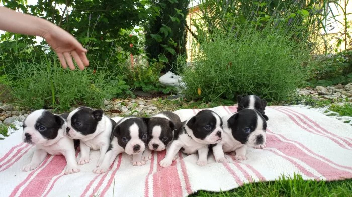 Bostonský teriér - bez PP