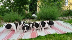 Bostonský teriér - bez PP