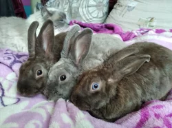 Zakrslý králík, beránek, rex