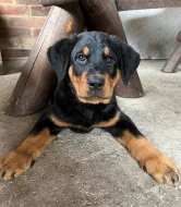 Beauceron - štěňátka s PP k odběru