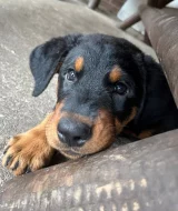 Beauceron - štěňátka s PP k odběru