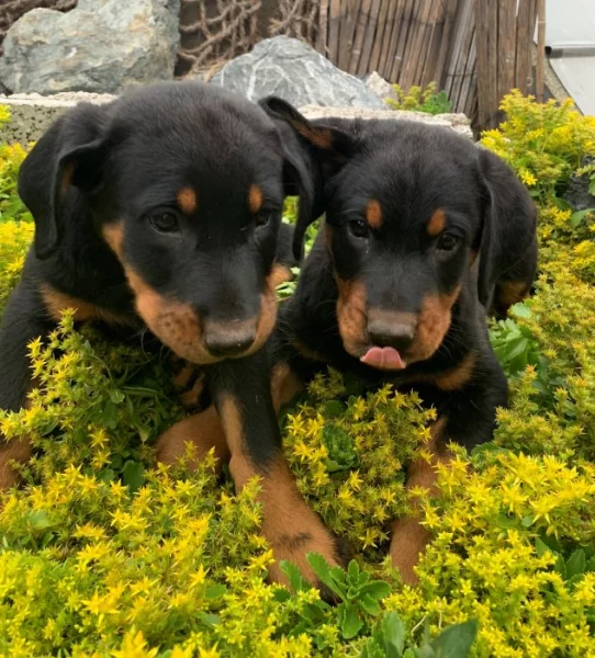 Beauceron - štěňátka s PP k odběru