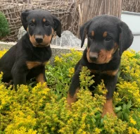 Beauceron - štěňátka s PP k odběru
