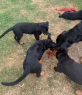 Beauceron - štěňátka s PP k odběru