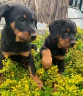 Beauceron - štěňátka s PP k odběru