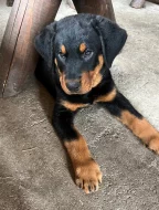 Beauceron - štěňátka s PP k odběru