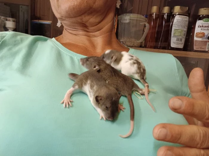 Dumbo potkanci