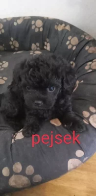 Čivava křížená