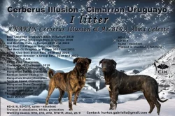 Uruguayský Cimarron (cimarron uruguayo) s PP