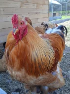 Prodáme kuřata - BRAHMANKA žlutá, černě lemovaná