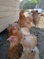 Prodáme kuřata - BRAHMANKA žlutá, černě lemovaná