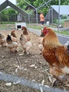 Prodáme kuřata - BRAHMANKA žlutá, černě lemovaná