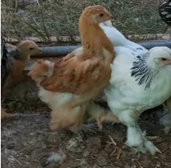 Prodáme kuřata - BRAHMANKA žlutá, černě lemovaná