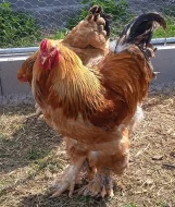Prodáme kuřata - BRAHMANKA žlutá, černě lemovaná