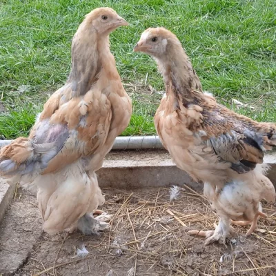 Prodáme kuřata - BRAHMANKA žlutá, černě lemovaná