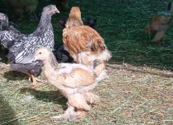 Prodáme kuřata - BRAHMANKA žlutá, černě lemovaná