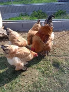 Prodáme kuřata - BRAHMANKA žlutá, černě lemovaná