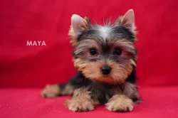 Jorkširský teriér s PP - fenky