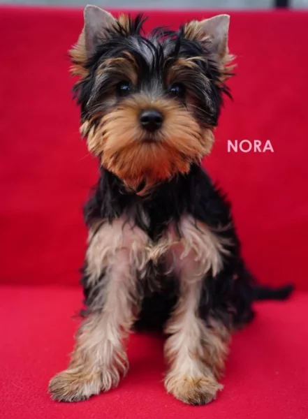 Jorkširský teriér s PP - fenky