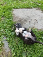 Štěňátka Malamut Pitbull