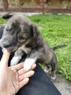 Štěňátka Malamut Pitbull