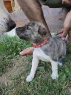 Štěňátka Malamut Pitbull