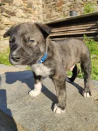 Štěňátka Malamut Pitbull