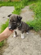 Štěňátka Malamut Pitbull