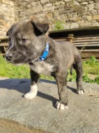 Štěňátka Malamut Pitbull