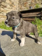 Štěňátka Malamut Pitbull