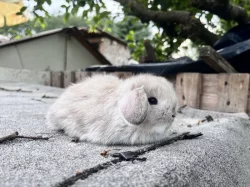 Minilop